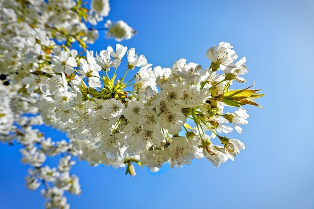 Um galho de árvore florido na primavera com céu azul ao fundo