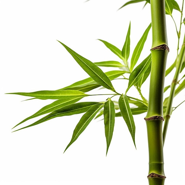 Um galho de bambu com folhas verdes e a palavra bambu nele.