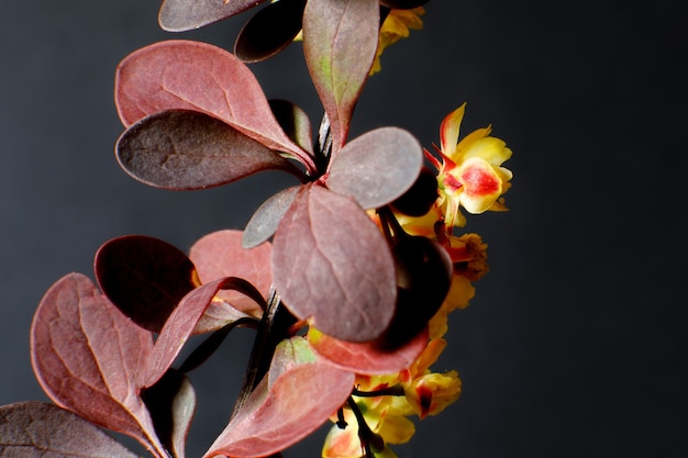 Foto um galho de bérberis floridos em um fundo escuro close-up