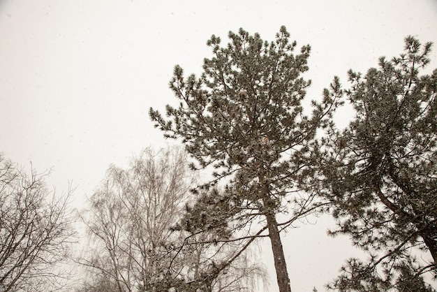 Um galho de pinheiro sob uma queda de neve na floresta na perspectiva do céu