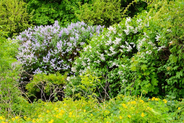 Um galho de sirenes em uma árvore em um jardim, parque. Lindas flores de árvore lilás na primavera. Flor na primavera. Conceito de primavera. Crown Avenue. Aterro do Volga em Ulyanovsk, Rússia.