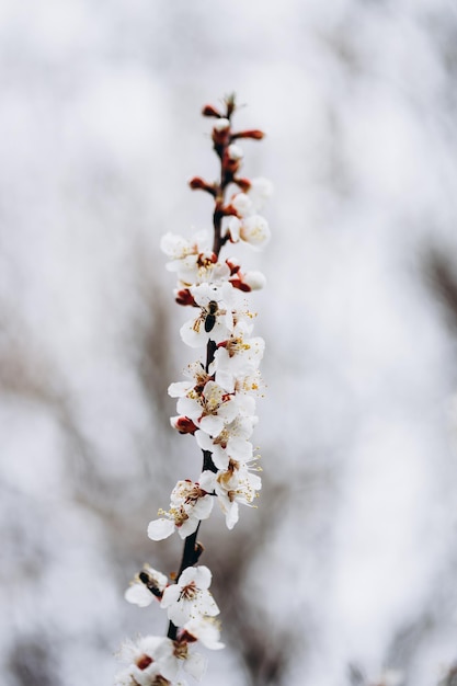 Um galho de uma árvore com flores brancas e a palavra primavera nele.