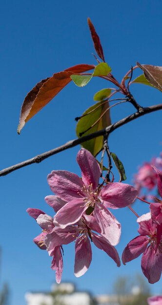 Foto um galho de uma árvore com flores cor de rosa e folhas verdes