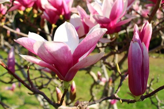 Um galho de uma árvore com flores rosa nele.