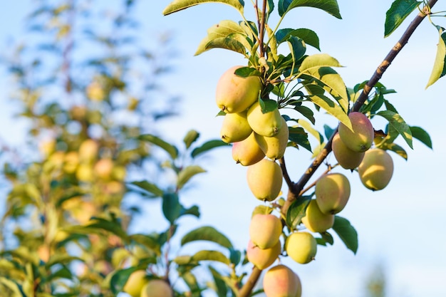 um galho de uma árvore com frutas amarelas penduradas nele