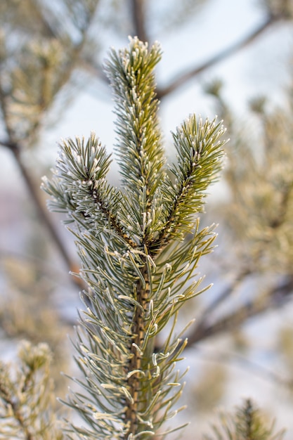 Um galho de uma árvore de Natal com agulhas na geada em um close-up de dia gelado. Fundo de inverno.