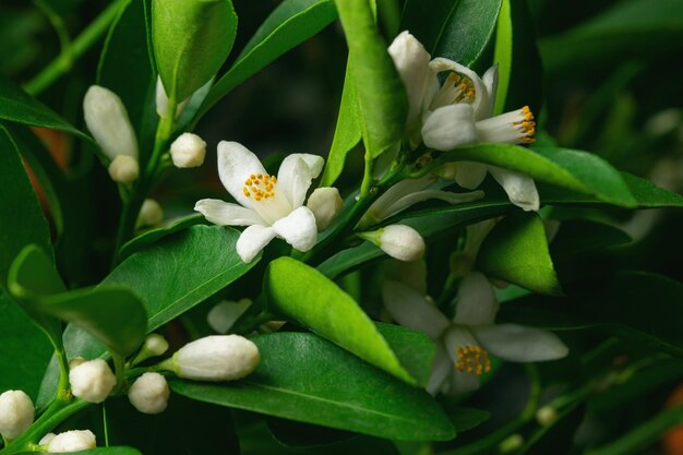 um galho de uma laranjeira ou tangerina com frutas e flores isoladas em um fundo branco