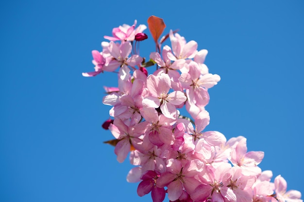 Um galho de uma linda cerejeira de primavera contra as flores de sakura rosa do céu azul