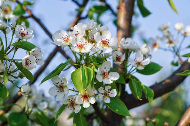 Um galho de uma macieira com flores brancas floresce no jardim, close-up, contra o fundo do céu azul.