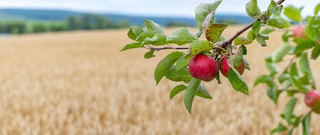 Um galho de uma macieira com maçãs vermelhas maduras perto de um campo de trigo