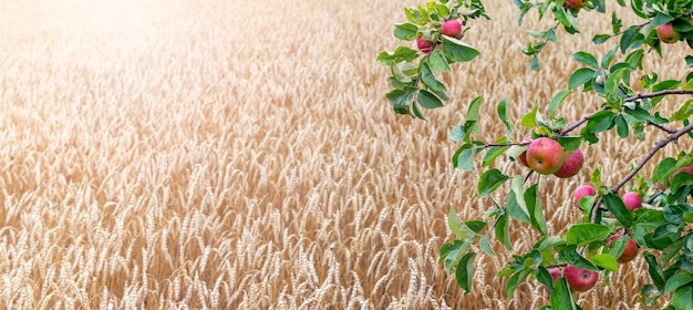 Um galho de uma macieira com maçãs vermelhas maduras perto de um campo de trigo