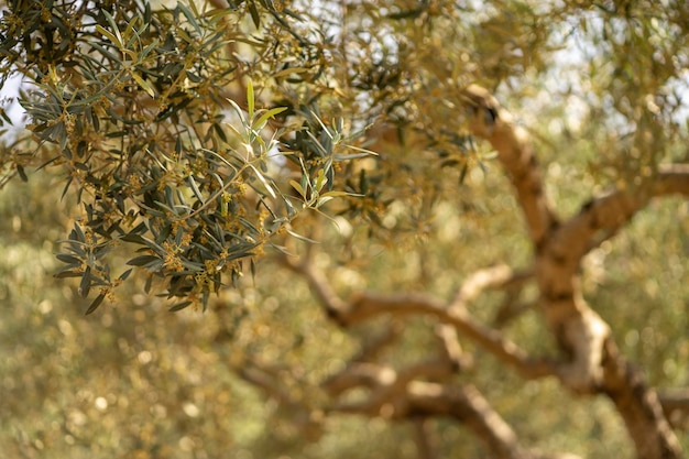 Um galho de uma oliveira com azeitonas