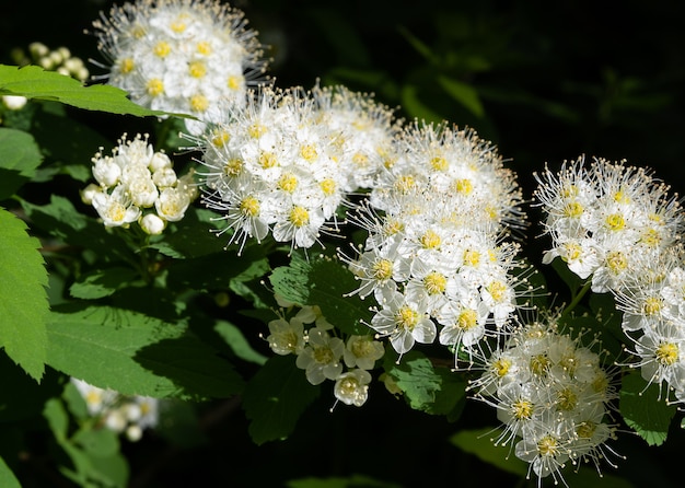 Um galho de uma planta com flor