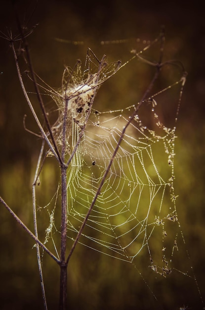 Um galho de uma planta em um close da web