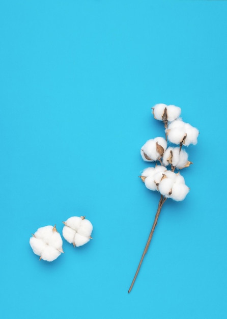 Foto um galho e botões de algodão em fundo azul uma planta para produção de tecidos