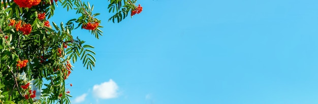 Um galhos de rowan com fundo de bagas vermelhas banner de céu azul Outono e fundo natural Banner de outono com bagas de rowan e folhas Copiar espaço