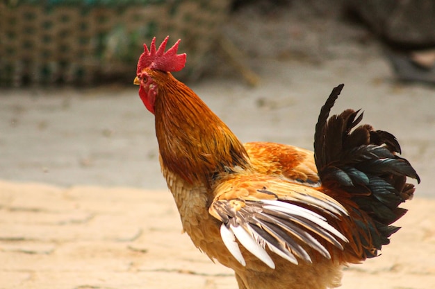 Um galo com penas vermelhas na cabeça