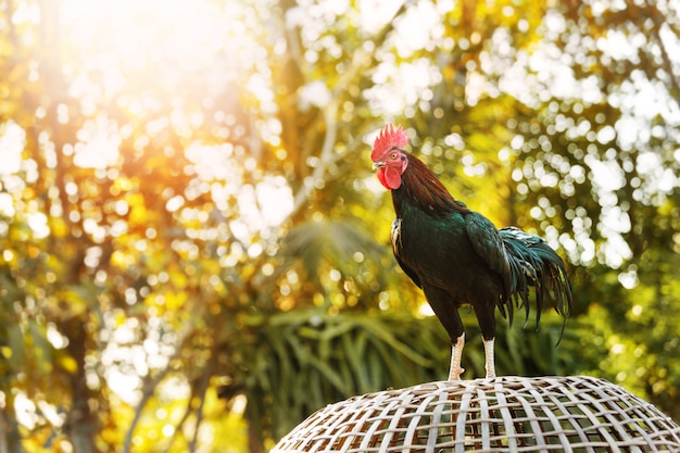 Um galo de luta, o galo tradicional da ásia.