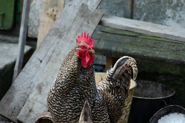 Foto um galo de vila heterogênea caminha no quintal