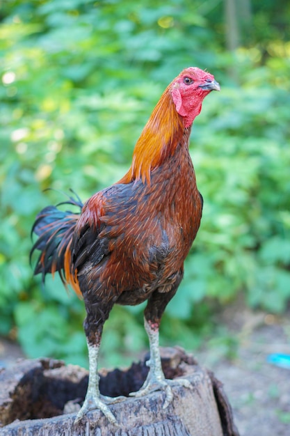 Foto um galo está em uma pilha de sujeira.