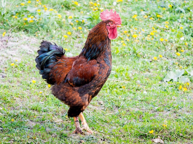 Um galo marrom está caminhando pela grama verde. criação de aves_