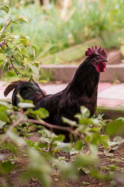 Um galo preto caminha no verão no gramado no jardim um retrato de um galo preto doméstico contra um fundo de vegetação closeup com espaço para copiar texto