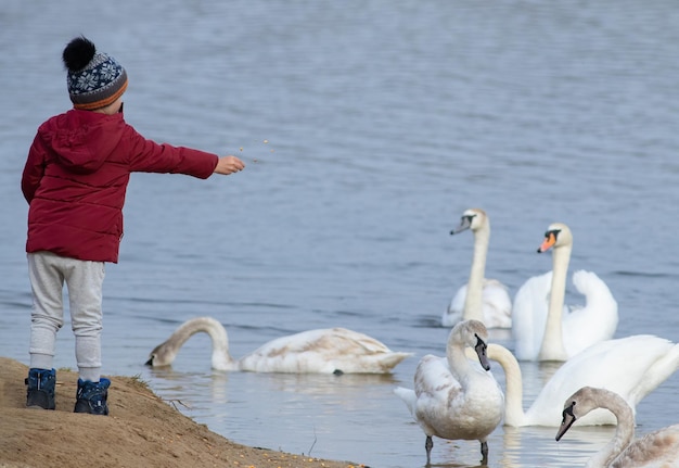 Um garotinho de jaqueta vermelha alimenta cisnes no início da primavera