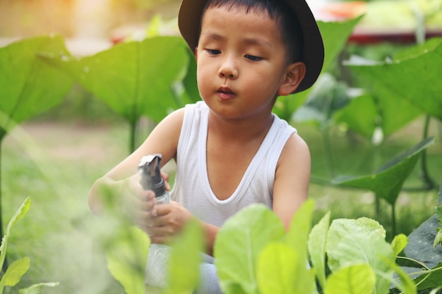 Um garoto asiático está cuidando de hortaliças usando pesticidas ambientalmente seguros.