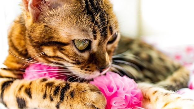 Um gatinho Bengal está se divertindo mordendo um brinquedo macio rosa. Foto de alta qualidade