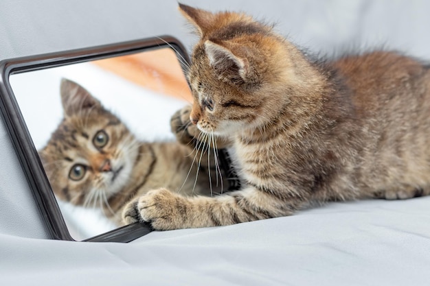 Um gatinho bonitinho examina seu reflexo no espelho