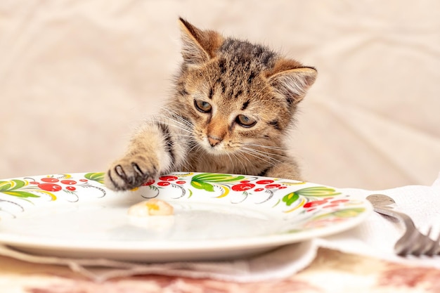 Foto um gatinho bonitinho puxa comida de um prato com a pata