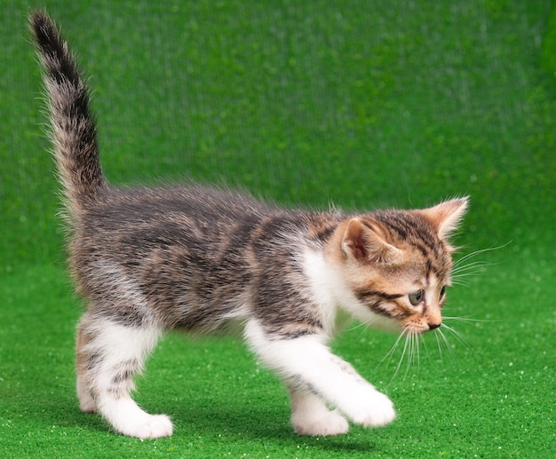 Um gatinho bonito a brincar na grama verde artificial.