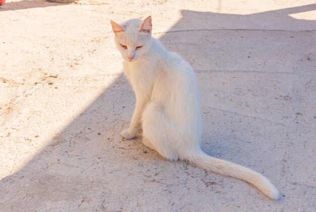 Um gatinho branco anda na rua