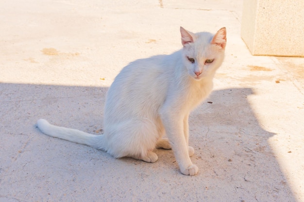 Um gatinho branco anda na rua