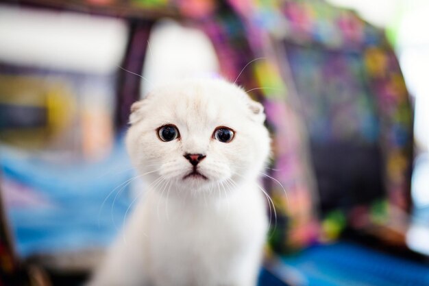 Um gatinho branco bonito.