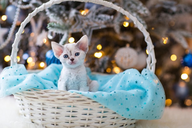 Foto um gatinho branco devonrex senta-se em uma cesta de guirlandas e uma árvore de natal está ao fundo