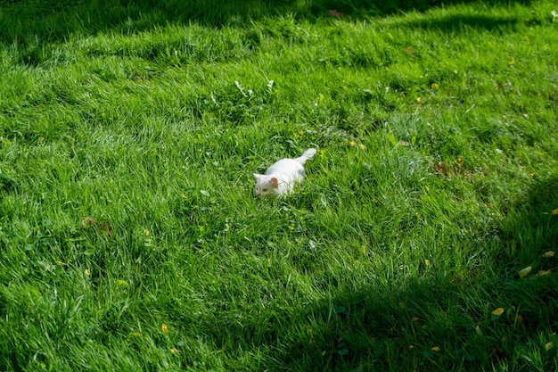 Um gatinho branco está brincando e brincando na grama verde Um gato branco caça gafanhotos e insetos no gramado Um animal de estimação está brincando no quintal da casa