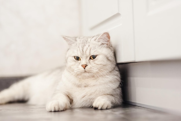 Um gatinho branco fofo está na cozinha perto dos móveis