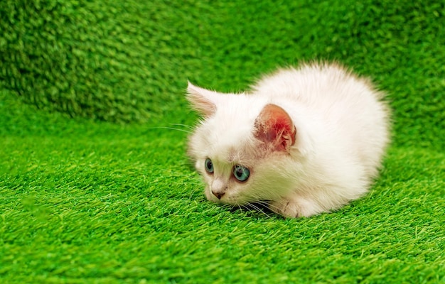 Um gatinho branco sentado em uma grama verde cultivada artificialmente