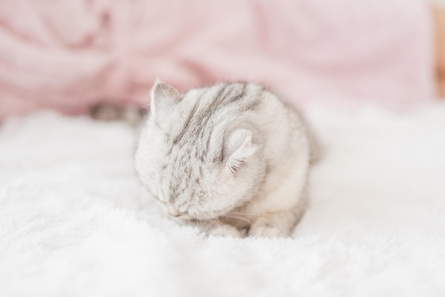 Um gatinho brilhante está deitado no sofáA garota penteia o cabelo de um gato engraçado