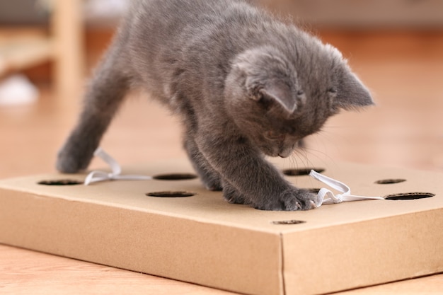 Um gatinho brinca com uma caixa de papelão de brinquedo artesanal interativo com buracos e brinquedos de gato dentro