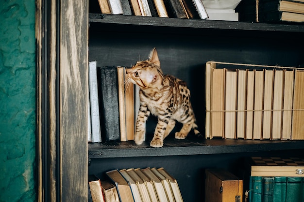 Um gatinho brincalhão de Bengala subiu em uma estante