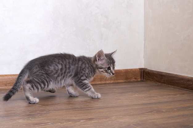 Um gatinho cinza caminha sobre um piso de madeira