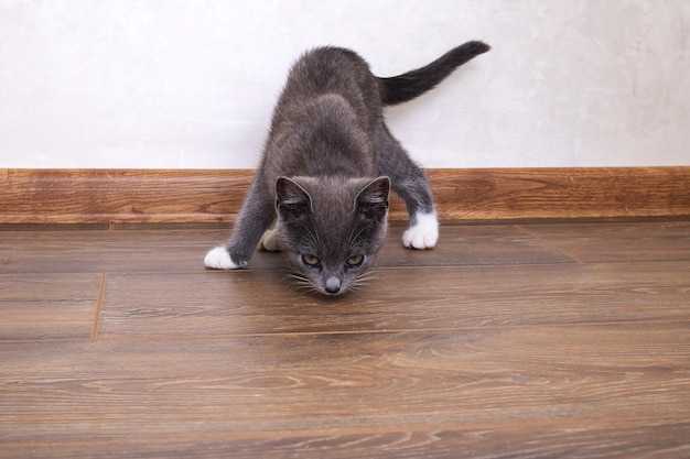Um gatinho cinza caminha sobre um piso de madeira