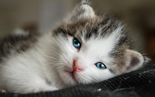 Um gatinho cinza com olhos azuis está na cama do quarto