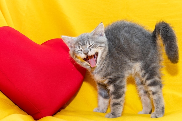 Um gatinho cinza com uma boca aberta e uma língua saliente em um fundo amarelo com um coração vermelho O gatinho canta