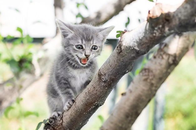 Um gatinho cinza desce da árvore e grita com medo da altura