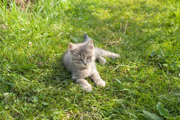 Um gatinho cinza encontra-se na grama. ele viu algo interessante