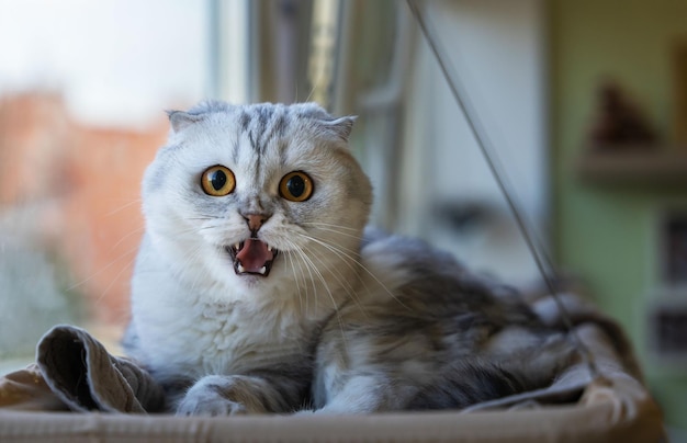 Um gatinho cinza escocês dobrado em um interior de casa encontra-se em uma maca