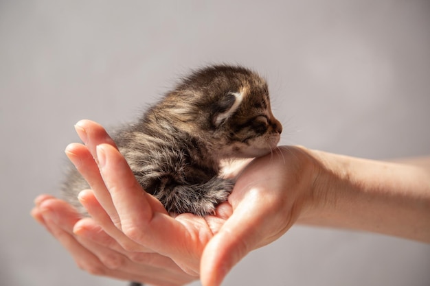 Um gatinho cinza escuro recém-nascido encontra-se nas palmas das mãos